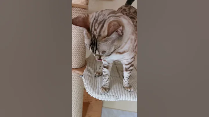 Video 5310931: snow leopard bengal, exotic leopard, eyed bengal, blue bengal