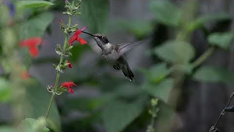 New Hummingbird Vignettes 18