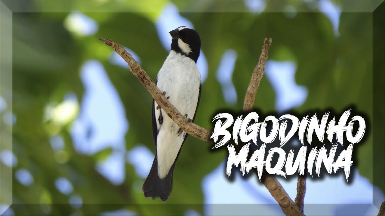 BIGODINHO  MAQUINA DE CANTO