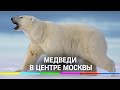 Белые медведи, моржи и олени - открылась фотовыставка «Притяжение Арктики»