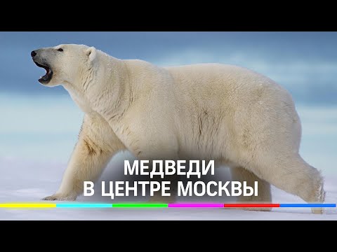 Белые медведи, моржи и олени - открылась фотовыставка «Притяжение Арктики»
