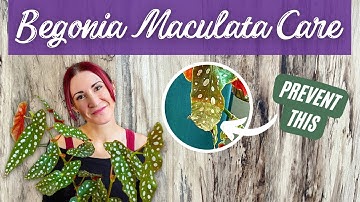 De ULTIEME Begonia Maculata verzorgingsgids: Nooit meer knapperige bladpunten! | Verzorging van d...