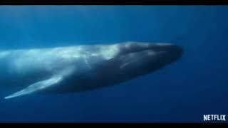 Finding Nemo Animal Style Part 20 Female Giraffe Speaks Blue Whale