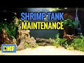 Shrimp tank maintenance