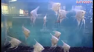 Ikan Manfish Silver Platinum