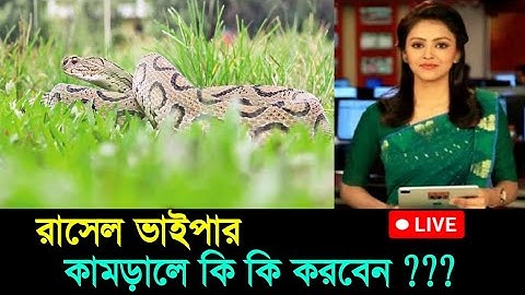 রাসেলস ভাইপারের কামড় থেকে বাঁচতে ও কামড়ালে কি  করণীয়? Russell's Viper Snake | Snake in Bangladesh