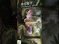 啵啵頭BOBOTO:#泰坦魔芋 #屍花 #TitanArum #世界最臭 #巨大花 #植物奇觀 #植物學🤢 警告：請勿點開！世上最臭的巨型花朵—泰坦魔芋 (屍花) 綻放全紀錄