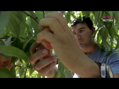 Vídeo: Dates de plantació de cogombres per a plàntules el 2020 segons el calendari lunar