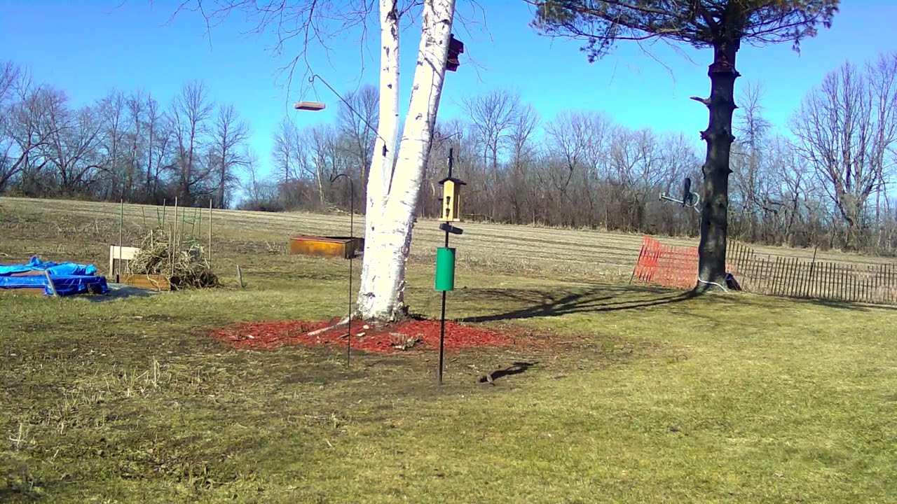 Spring and the ground workds begin as well as the usual flying winged things