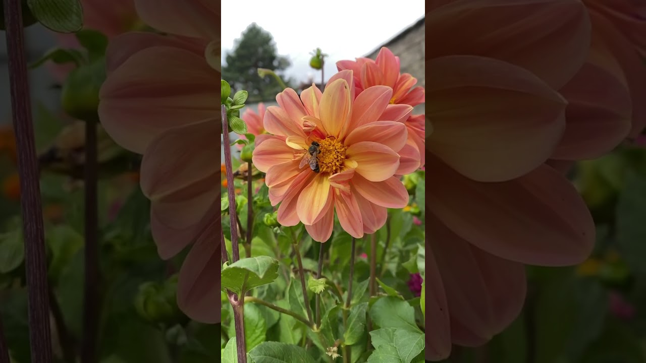 мои 🍁🍂 прогулки Талгар 9.9.24