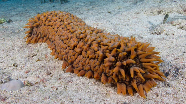 Facts: The Sea Cucumber - DayDayNews