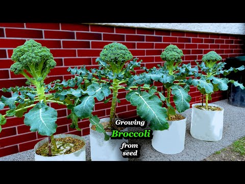outdoor plants for big pots Buy Big Sonoma Planter Set of 4 in Clay  PLANTATOREM