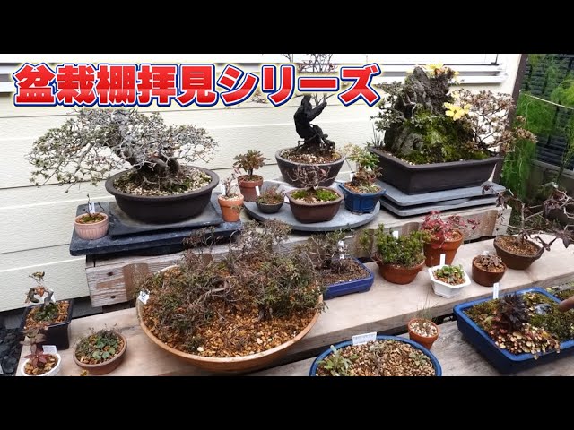 I made a bonsai shelf from the materials I bought at the home