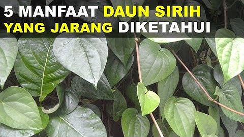 5 Manfaat Daun Sirih Untuk Kesehatan Yang Jarang Diketahui