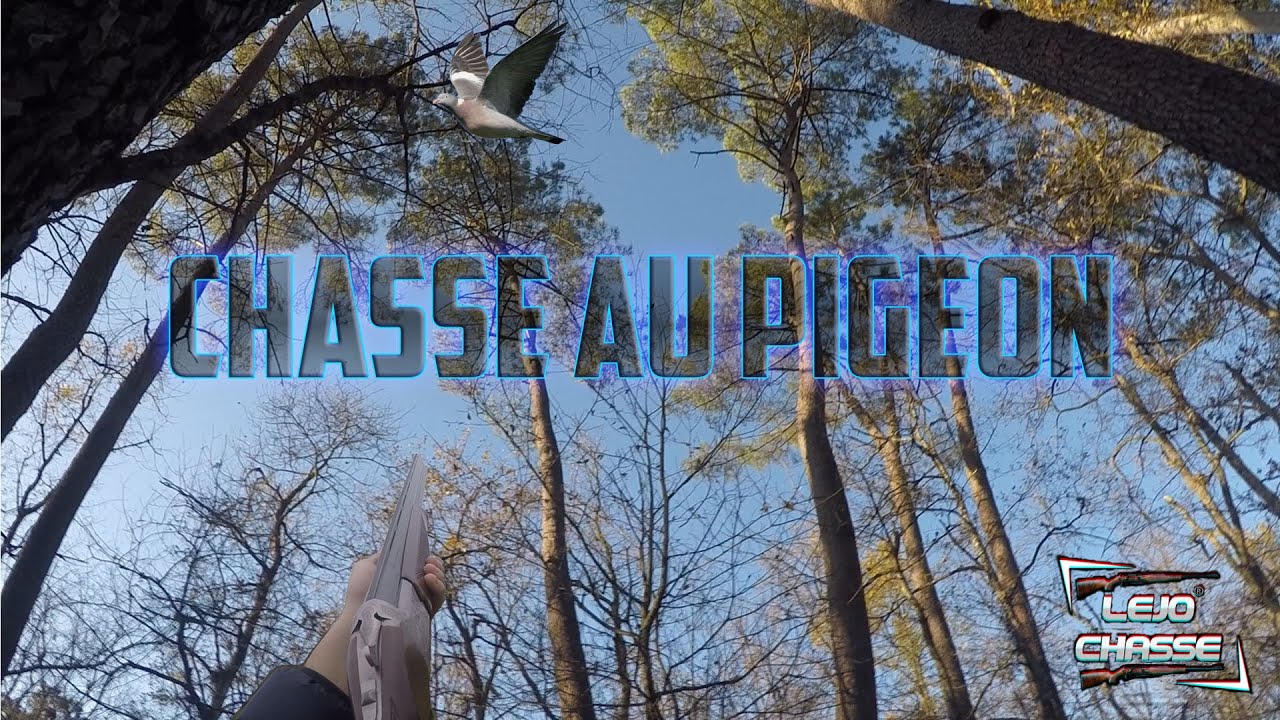 Passage Des Palombes Dans Le Sud Ouest