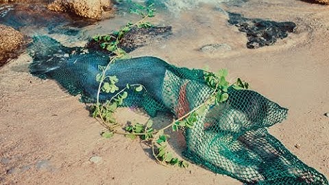 Sự thật về "Nàng tiên cá" bị mắc lưới ở Quảng Nam