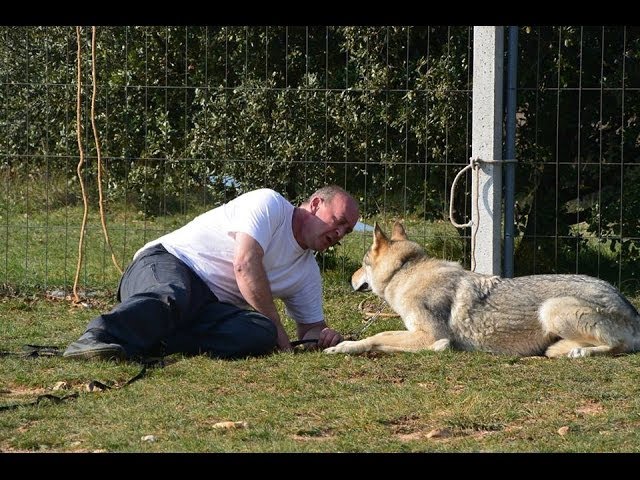 CHIEN LOUP Loupstick