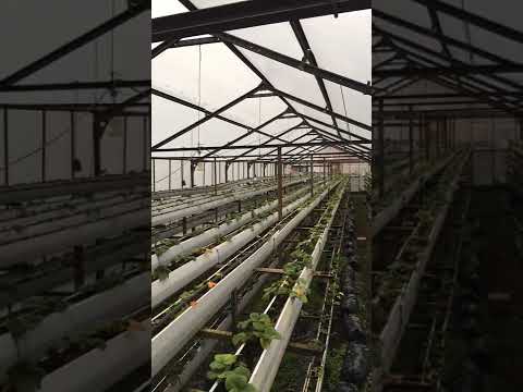 მარწყვის სათბური - მცირე სიღრმეზე. #კოლხიფერმა #colchfarm #greenhouse
