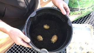 lineær Skab Dekan Kartofler dyrket i kartoffel spand - YouTube