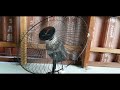 ventilador de parede ventura 60cm da chácara do amigo do meu pai (parte 2 e final)