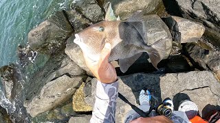 This NJ Jetty Was Full of Tautog & Triggerfish!