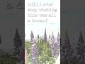 dream