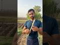 Napier Grass Stick. #dairyfarm