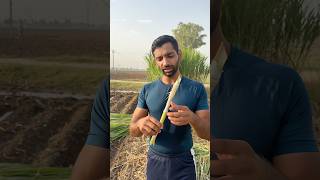 Napier Grass Stick. #dairyfarm