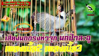 เสียงนกกรงหัวจุก นกป่าละอู เพลงเบิ้ล2 เพลงเบิ้ล3 (Thailand Bird Clip) 69 นาที Chào Mào Thái Lan