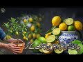 “Step-by-Step China Lemon Growing Guide for Beginners” #agriculture #chinalemon #fruit #پھل