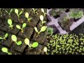 Building big greenhouse Hydroponic lettuce