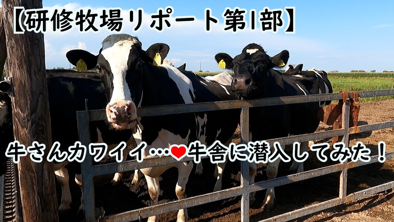 研修牧場リポート第1部 牛さんカワイイ 牛舎に潜入してみた Youtube