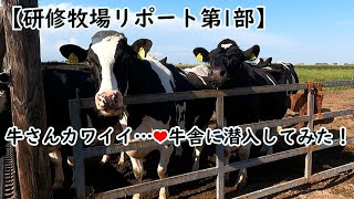 【研修牧場リポート第1部】牛さんカワイイ…♡牛舎に潜入してみた！