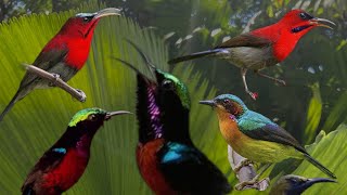 Suara pikat semua burung Kolibri ribut ampuh #burung #konin #sogon #kowul #sepahraja #korlap