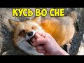 Ли Сяо / Alice the Fox Лиса Алиса (Лиса спит, но не перестает при этом кусаться)