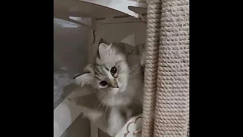 Watch the video about Neva Masquerade Kitty Named Holly — She is Your Future Favorite