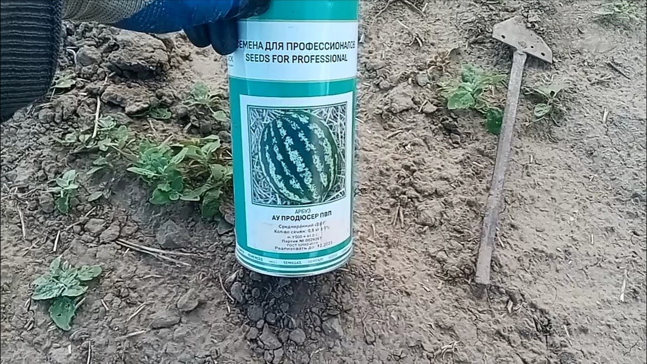 Арбуз АУ Продюсер. Сезон 2022 От посева до завязи арбуза. #1