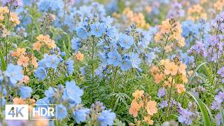 🌷 Flowers & Gentle Natural Colors 4K | Soft Piano & Peaceful Garden screenshot 2