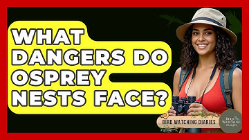 What Dangers Do Osprey Nests Face? - Bird Watching Diaries