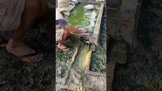 Duck Farming and Eggs 🦆🥚 | Amazing Duck Farm Life | #shorts | बतख पालन और अंडे 🐤✨