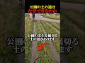 公園の土の道ができる理由