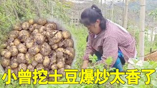 Xiao Ceng dug up all the potatoes he planted  planted ginger  and went home at night to fry potatoe