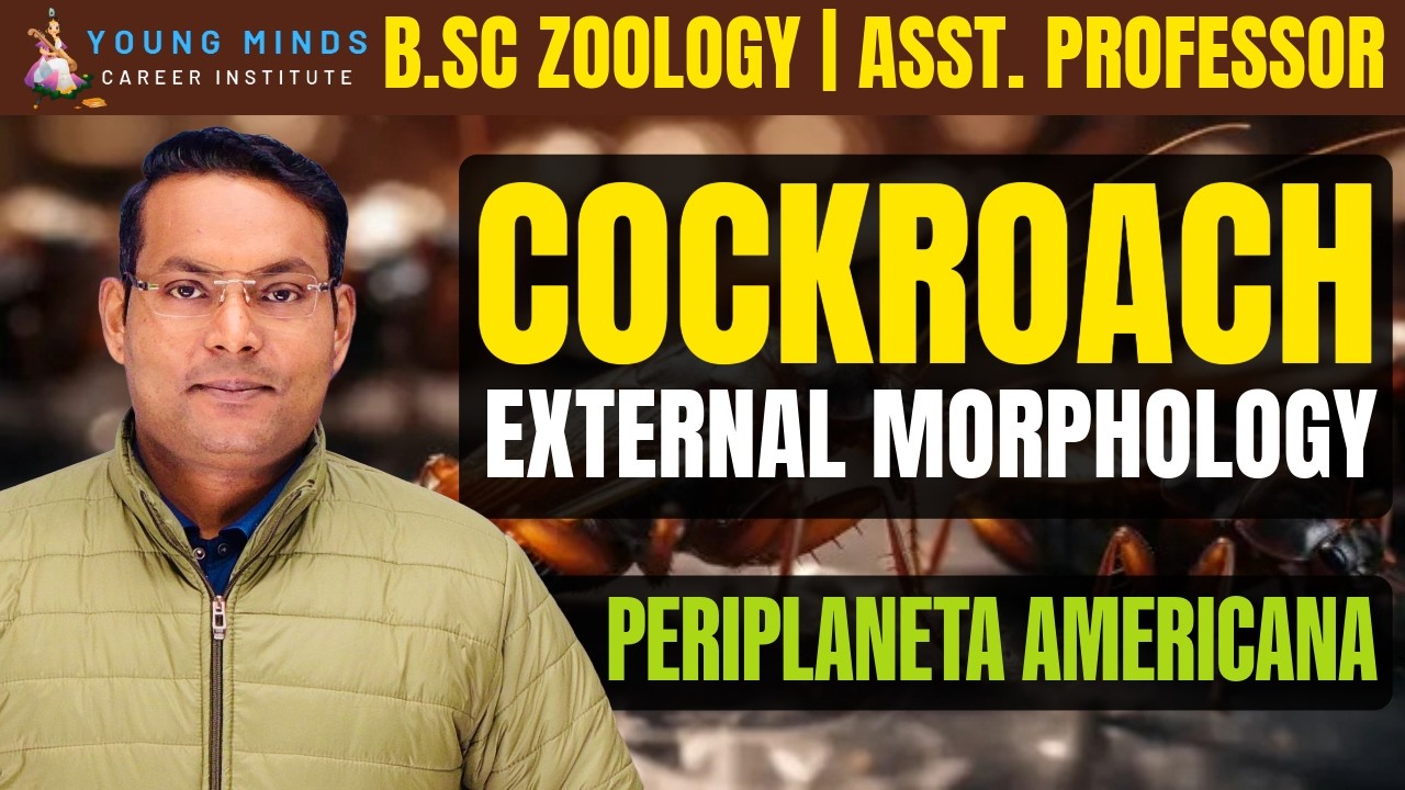 Cockroach External Morphology | Periplaneta americana