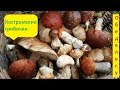 Костромские грибочки или как пообедать в лесу