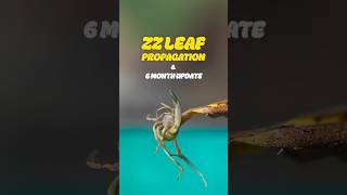 We Thought This ZZ Propagation Failed… Until Today #ZZPlant #ZZPropagation #ZZLeafPropagation #plant