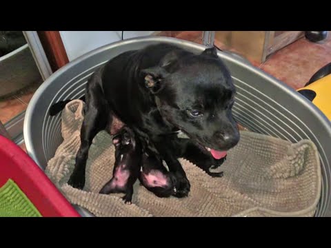 Video: Ako Dať šteniatka