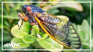 Cicada invasion: Rare 'double-brood' event predicted for 2024