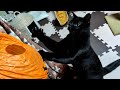 【黒猫】ハロウィンに大暴れしたロコちゃん＆うちの庭でくつろぐ動物たち【保護猫ロコちゃん】