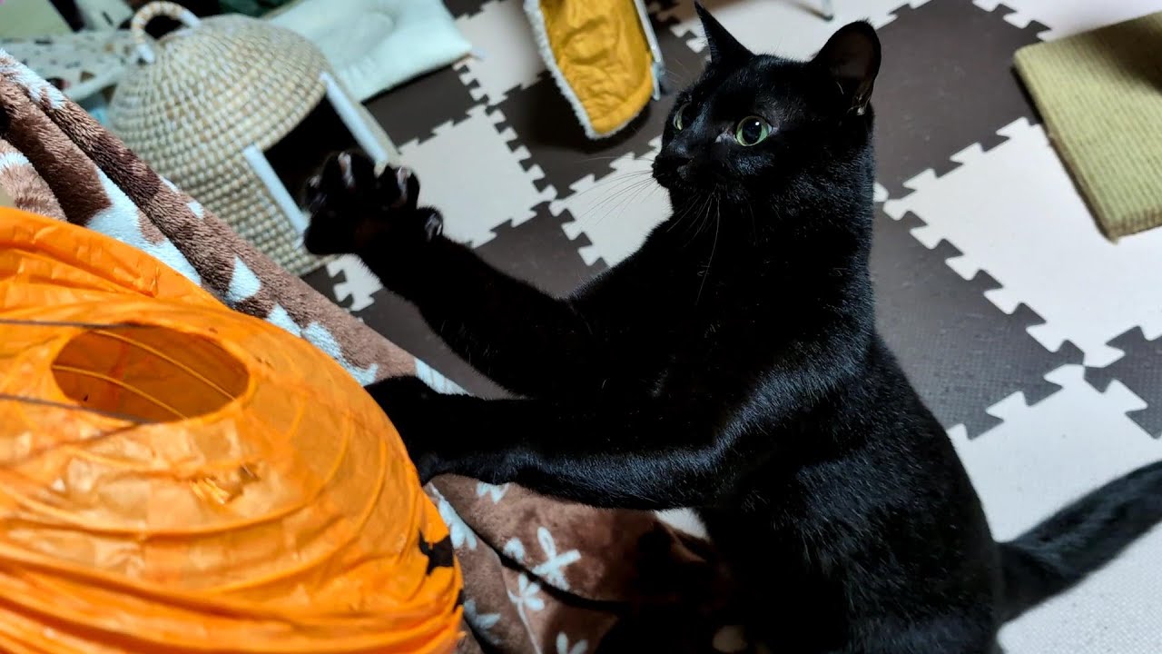 【黒猫】ハロウィンに大暴れしたロコちゃん＆うちの庭でくつろぐ動物たち【保護猫ロコちゃん】
