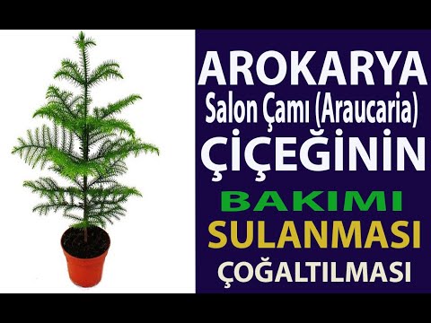 Videó: Araucaria Varifolia